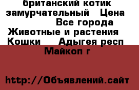 британский котик замурчательный › Цена ­ 12 000 - Все города Животные и растения » Кошки   . Адыгея респ.,Майкоп г.